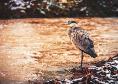 Grey Heron