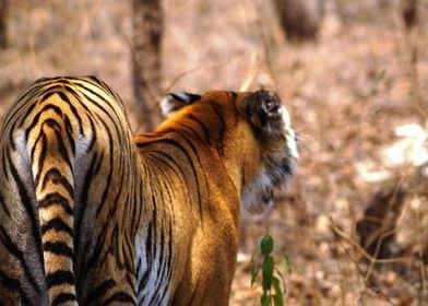Seductive Indian Tigress
