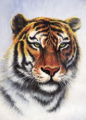 Tiger by Pavel Gutsalov