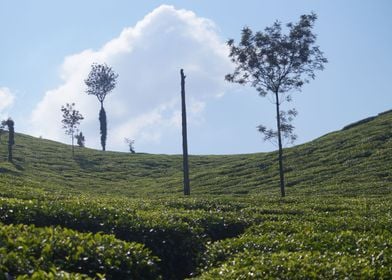The Valley of Tea