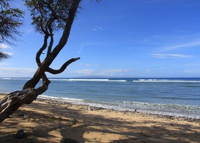 Hawaii Beach lonely tree