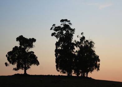Eucalyptus gum trees at sunrise
