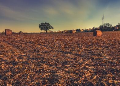 Field in the Moonlight