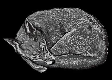 Sleeping Fox