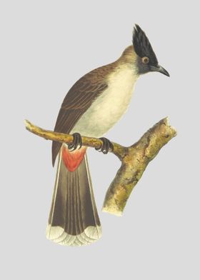 Antique Bird Illustration