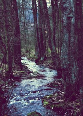the forest stream