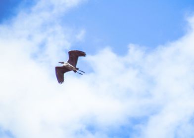 Bird Flying