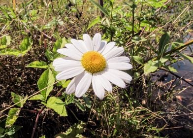 Daisy Flower