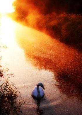 Swan on river