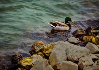 Mallard (Anas platyrhynchos)