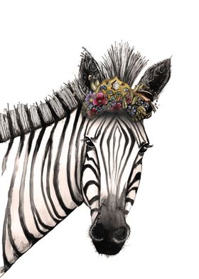 The crowned zebra