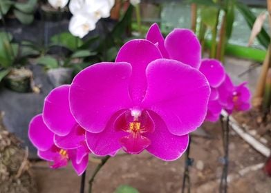 Orchid family