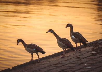 Egyptian Geese (Alopochen aegyptiaca)