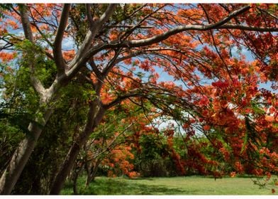 Under the shadow of the flamboyant