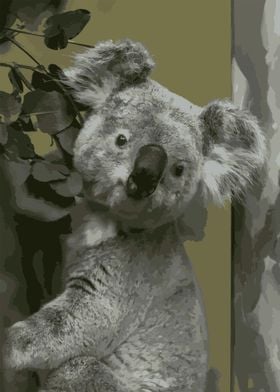 Koala