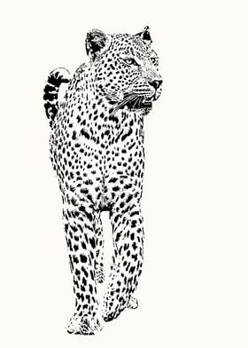 Male Leopard Full Figure