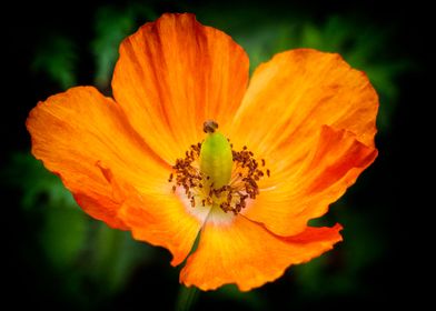 The Orange Poppy