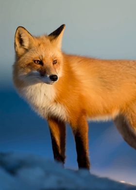 Fox