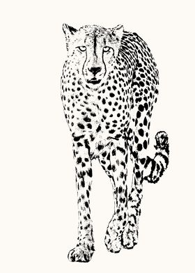 Wild Cheetah Front-on View