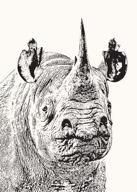 Black Rhino Portrait