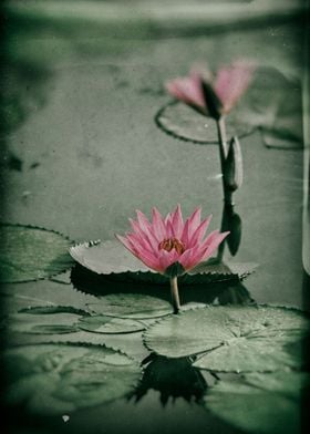 Water lily