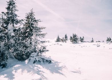 Sunny Winter Landscape