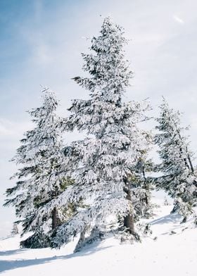 Snow Covered Fir Trees