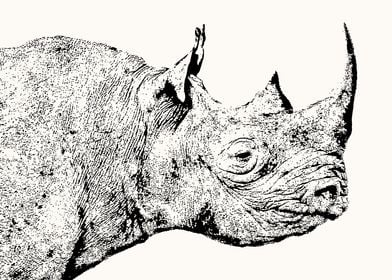 Black Rhino Head in Profile