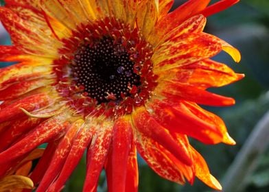 Orange and Yellow Dahlia 1