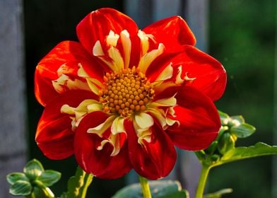 Red and Yellow Dahlia 1