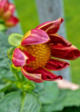 Red & Yellow Dahlia 3