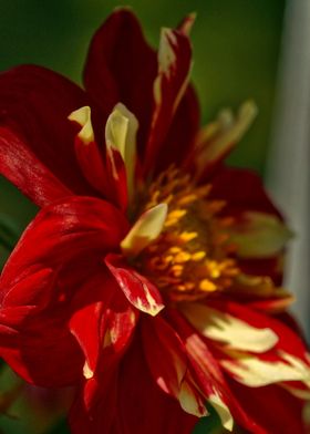 Red and Yellow Dahlia 6