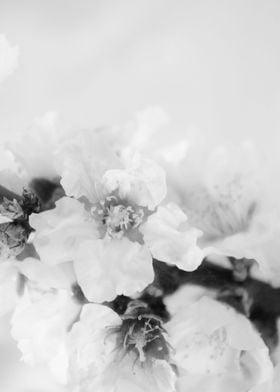 Blossoms in BW