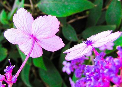 Spring Flower