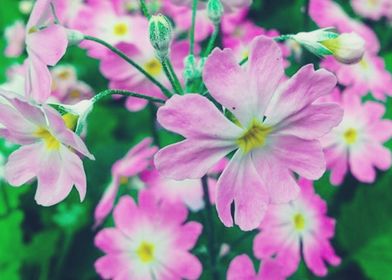 Spring Purple Flower