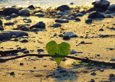 Heart of leaf