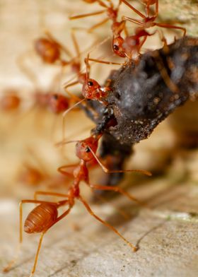 Many ants help to transpor