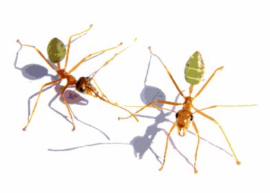 Ants Life