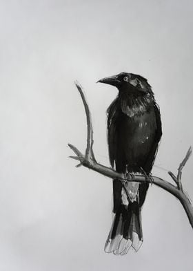 Sitting Crow