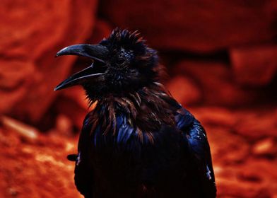 Canyon Crow