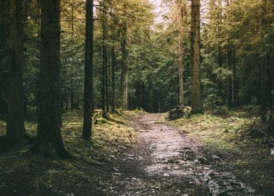 Pathway In Dark Woods