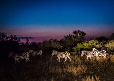 Zebras in the night