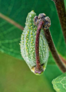 Milkweed Pod  1