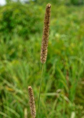 Tall Grass