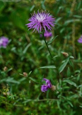 Purple Wildflower 2