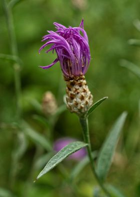 Purple Wildflower 1