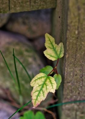 Leaves