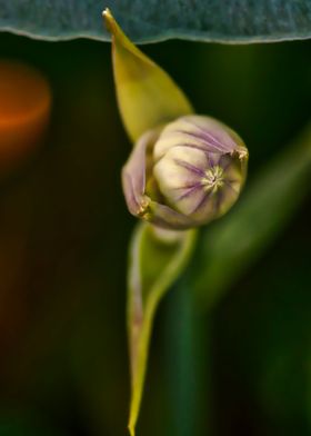 Hosta Flower