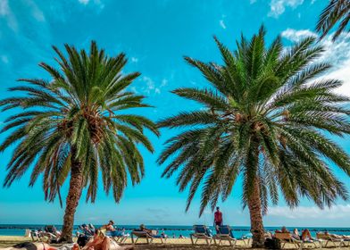 Palms in the beach