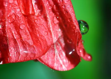 Dew on a red petal